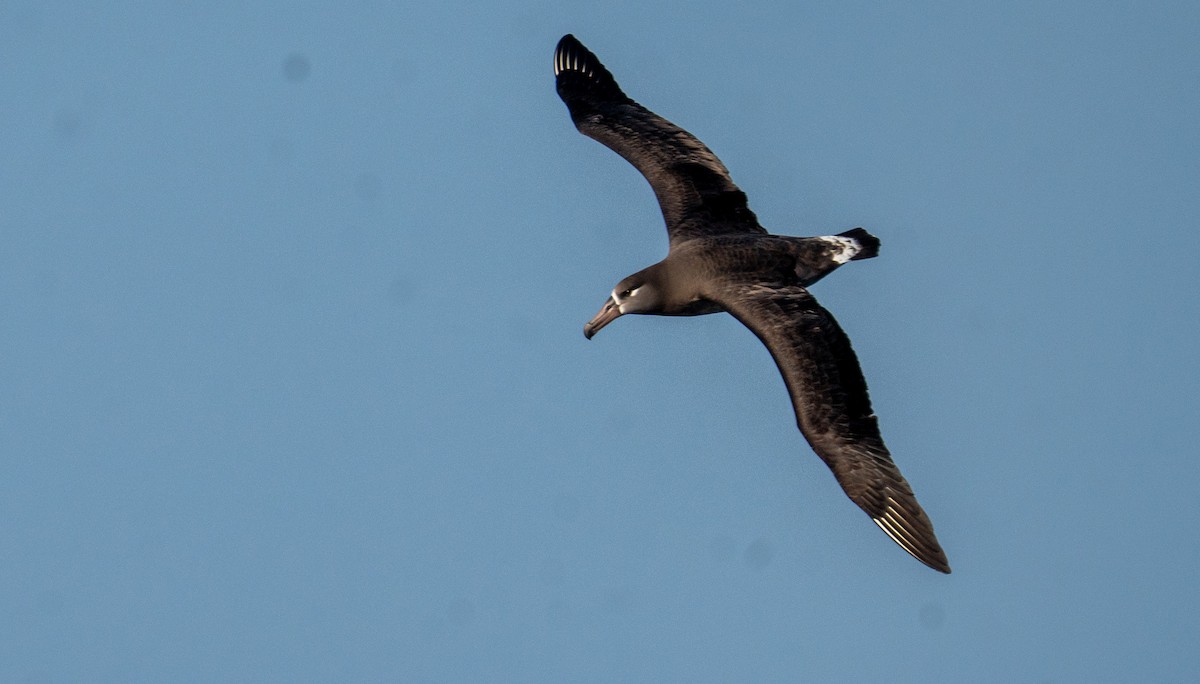 Kara Ayaklı Albatros - ML648870524