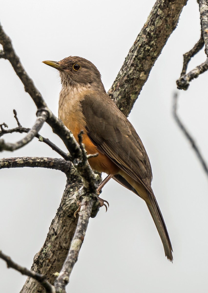 Kızıl Karınlı Ardıç - ML648870527