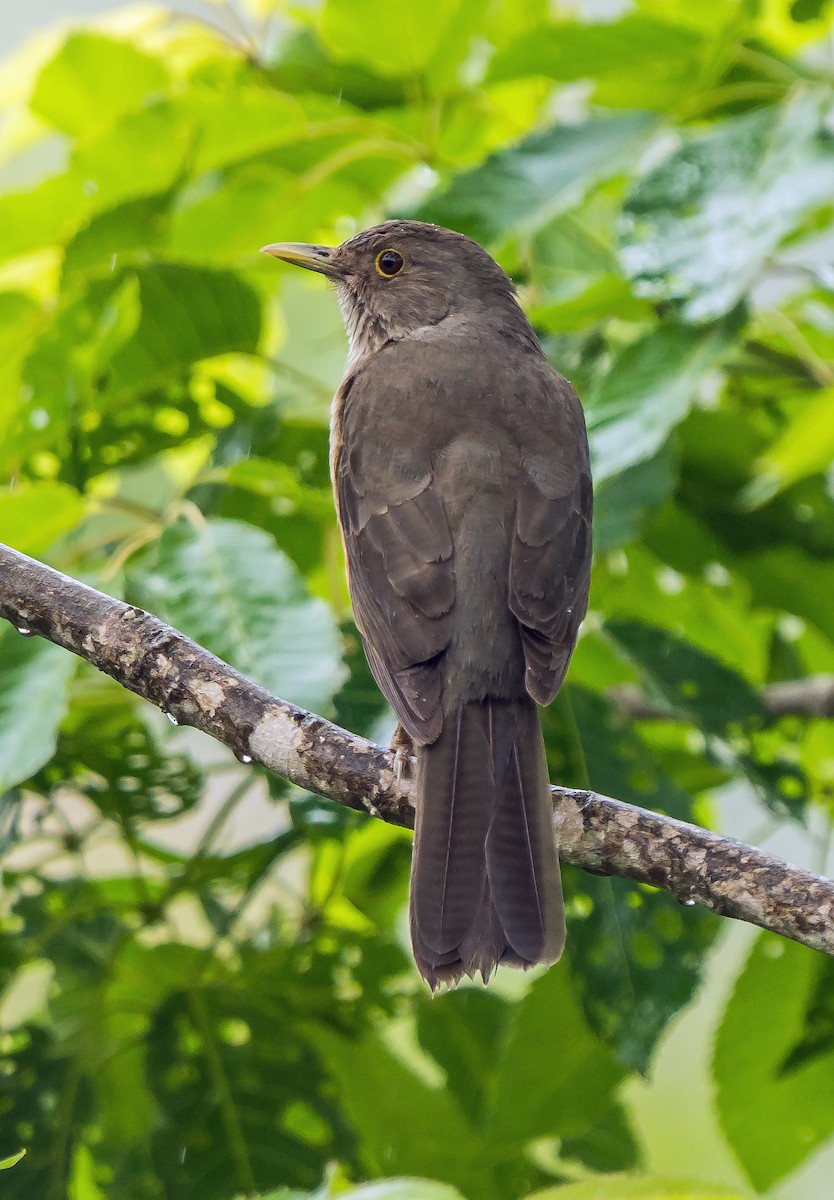 Kızıl Karınlı Ardıç - ML648870528