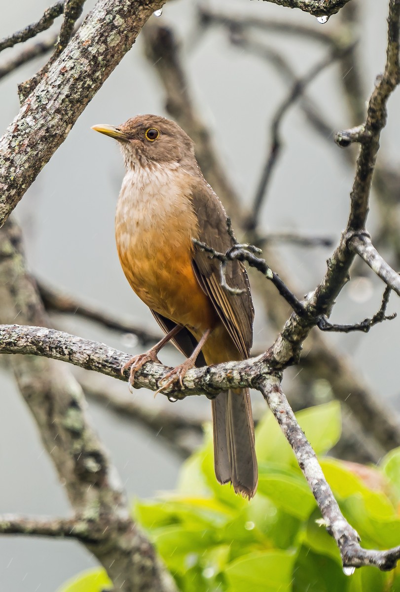 Kızıl Karınlı Ardıç - ML648870529