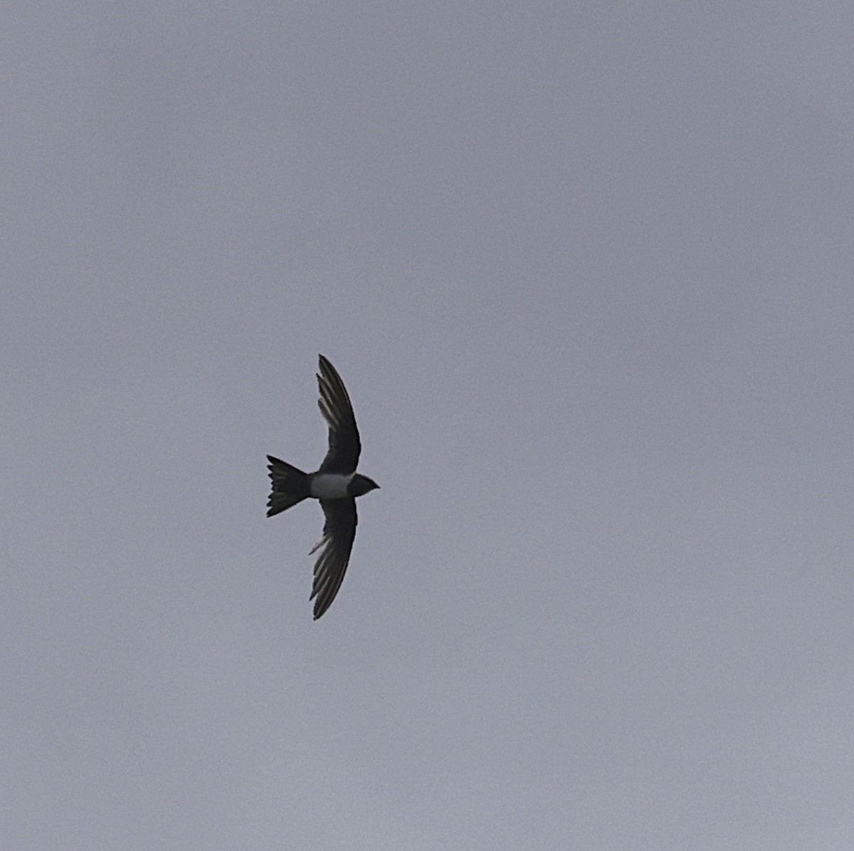 Ak Karınlı Ebabil - ML648870530