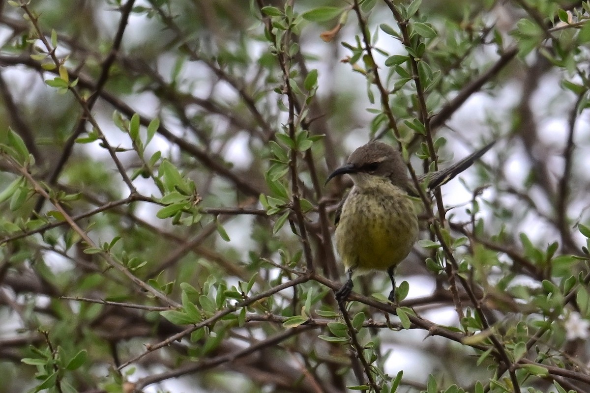 Mariko Nektarkuşu - ML648870531