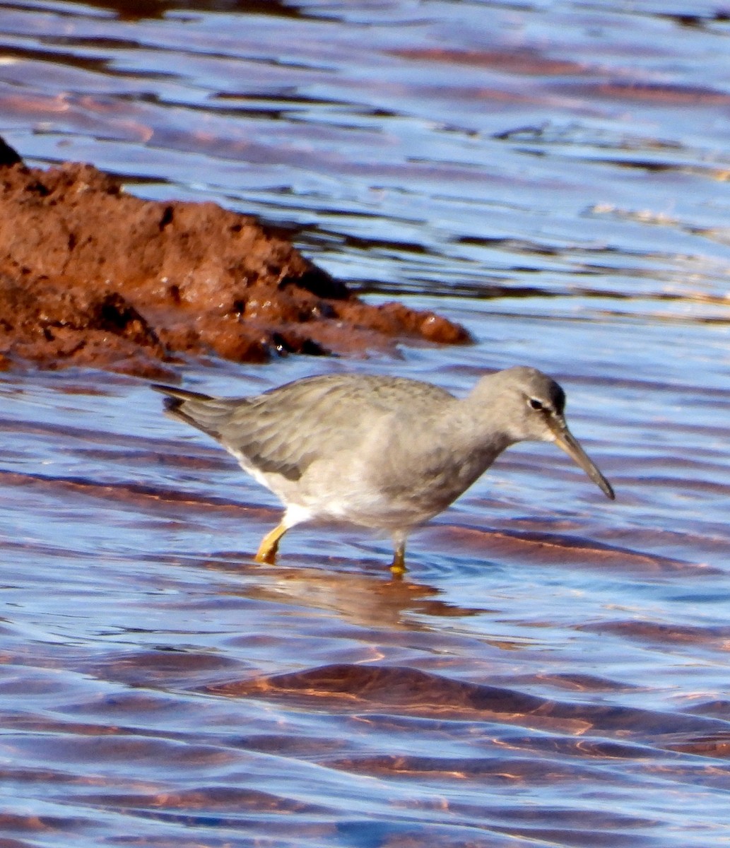 Gri Düdükçün - ML648870532