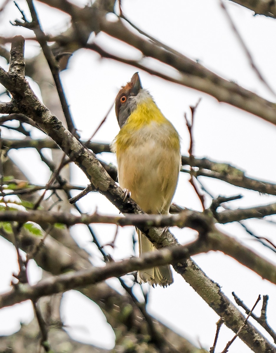 Kızıl Kaşlı Koca Vireo - ML648870534