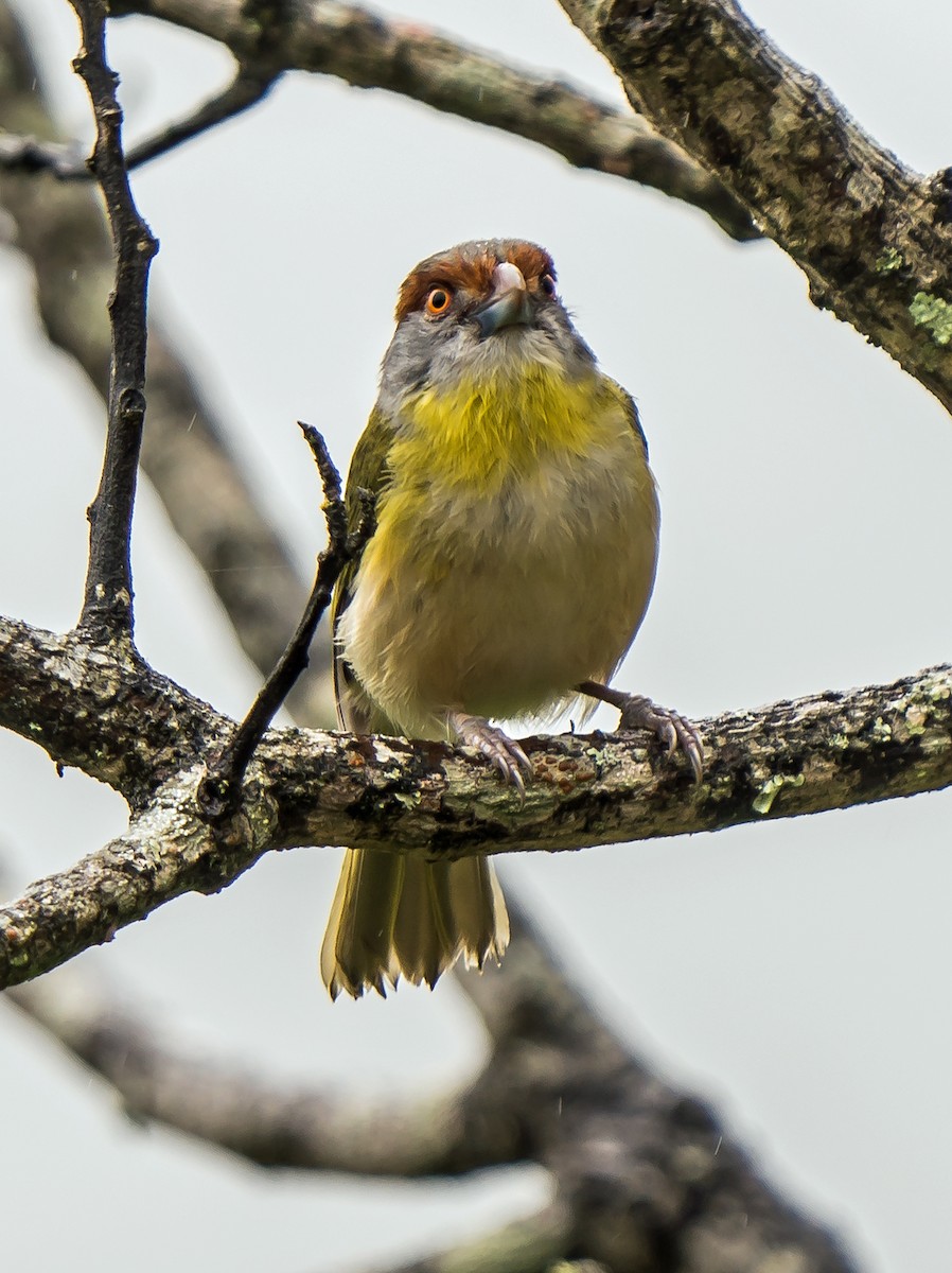 Kızıl Kaşlı Koca Vireo - ML648870535