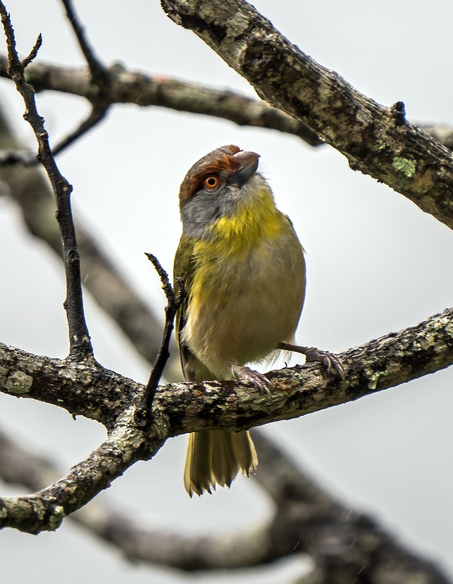 Kızıl Kaşlı Koca Vireo - ML648870536