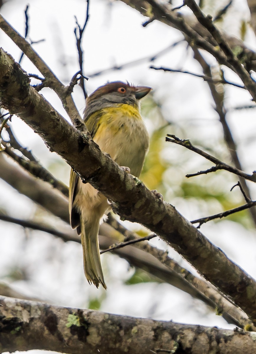 Kızıl Kaşlı Koca Vireo - ML648870537