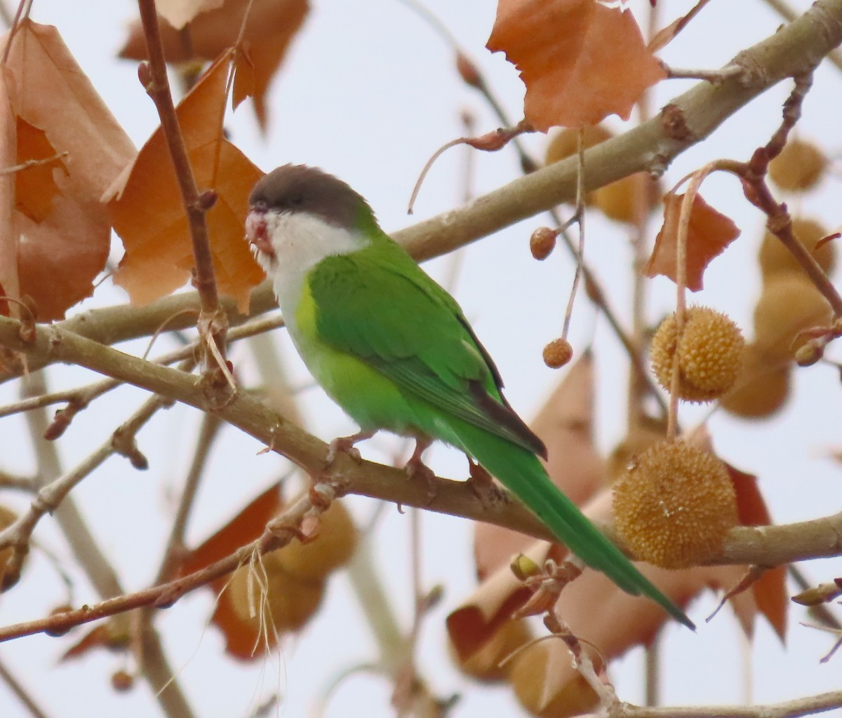 Aymara Papağanı - ML648870538