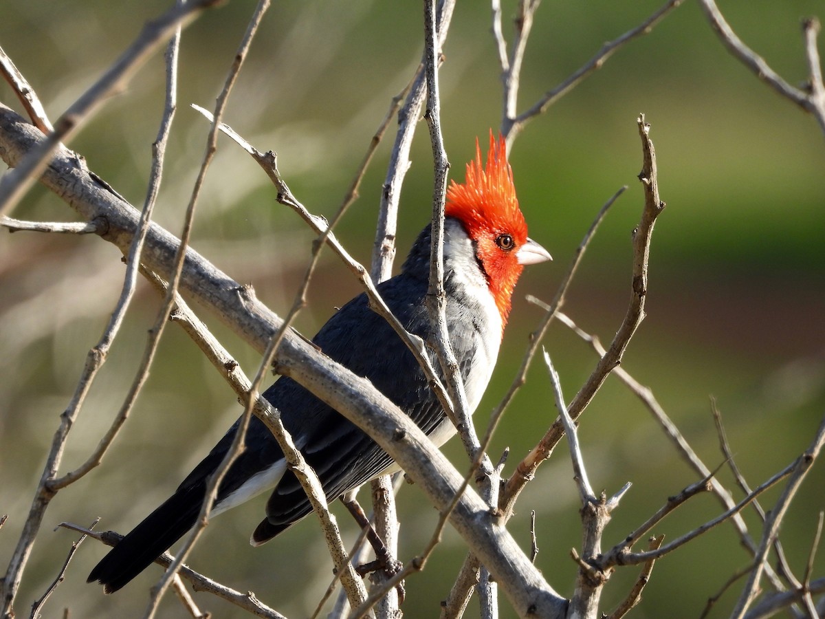 Kırmızı Tepeli Kardinal - ML648870539