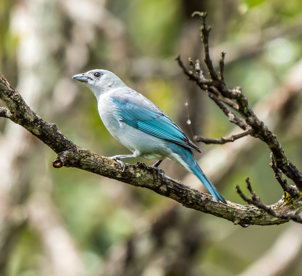 Sayaka Tangarası - ML648870541