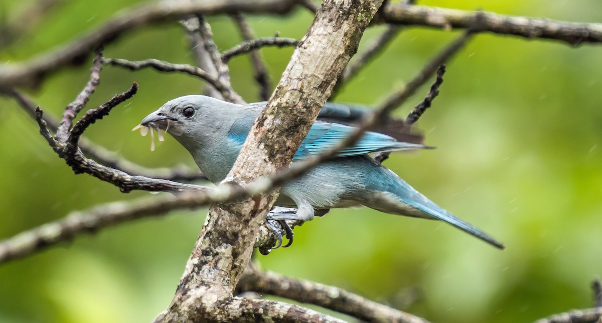 Sayaka Tangarası - ML648870542