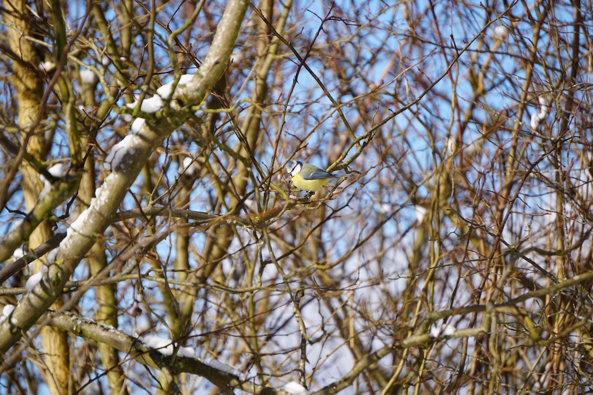 Mavi Baştankara - ML648870543