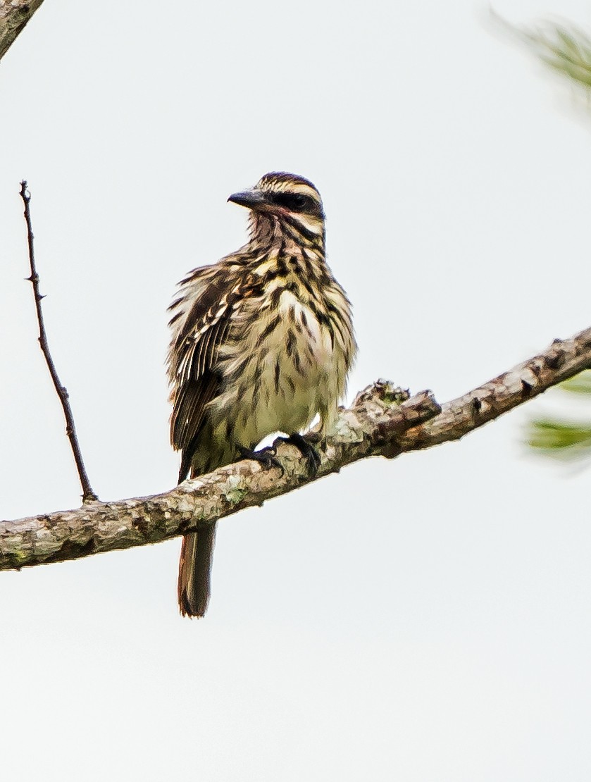 Çizgili Büyük Tiran - ML648870545