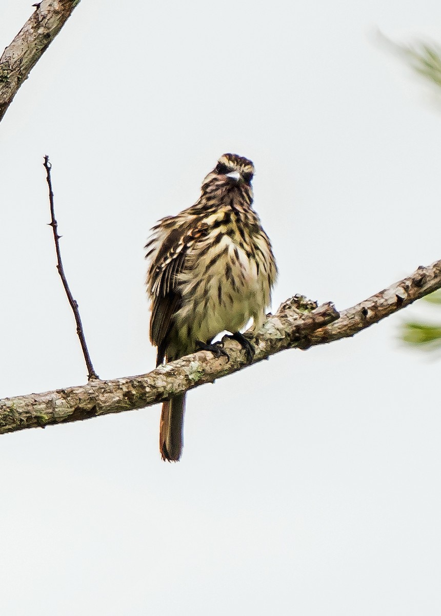 Çizgili Büyük Tiran - ML648870546