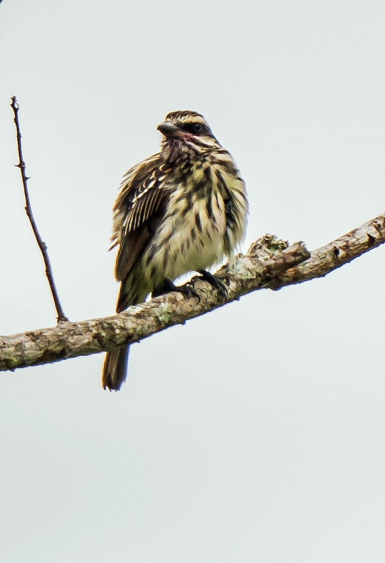 Çizgili Büyük Tiran - ML648870547