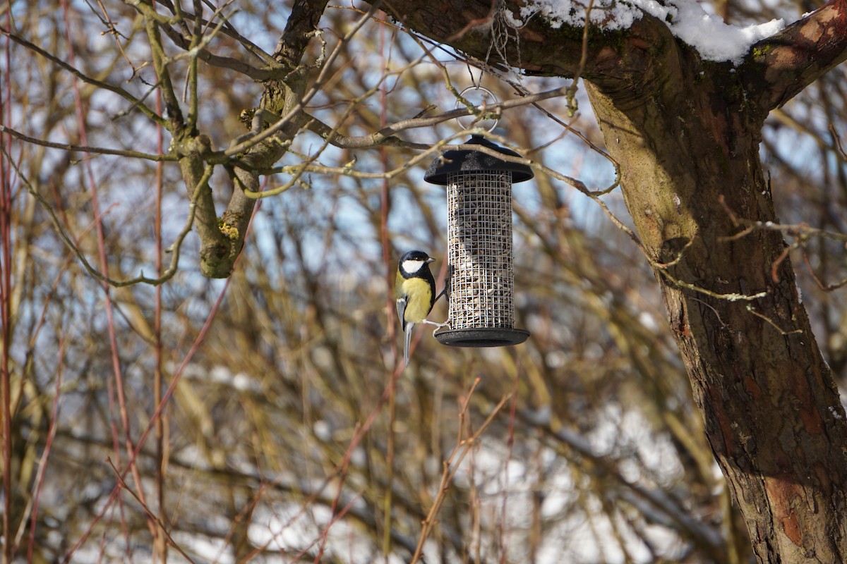 Büyük Baştankara - ML648870548