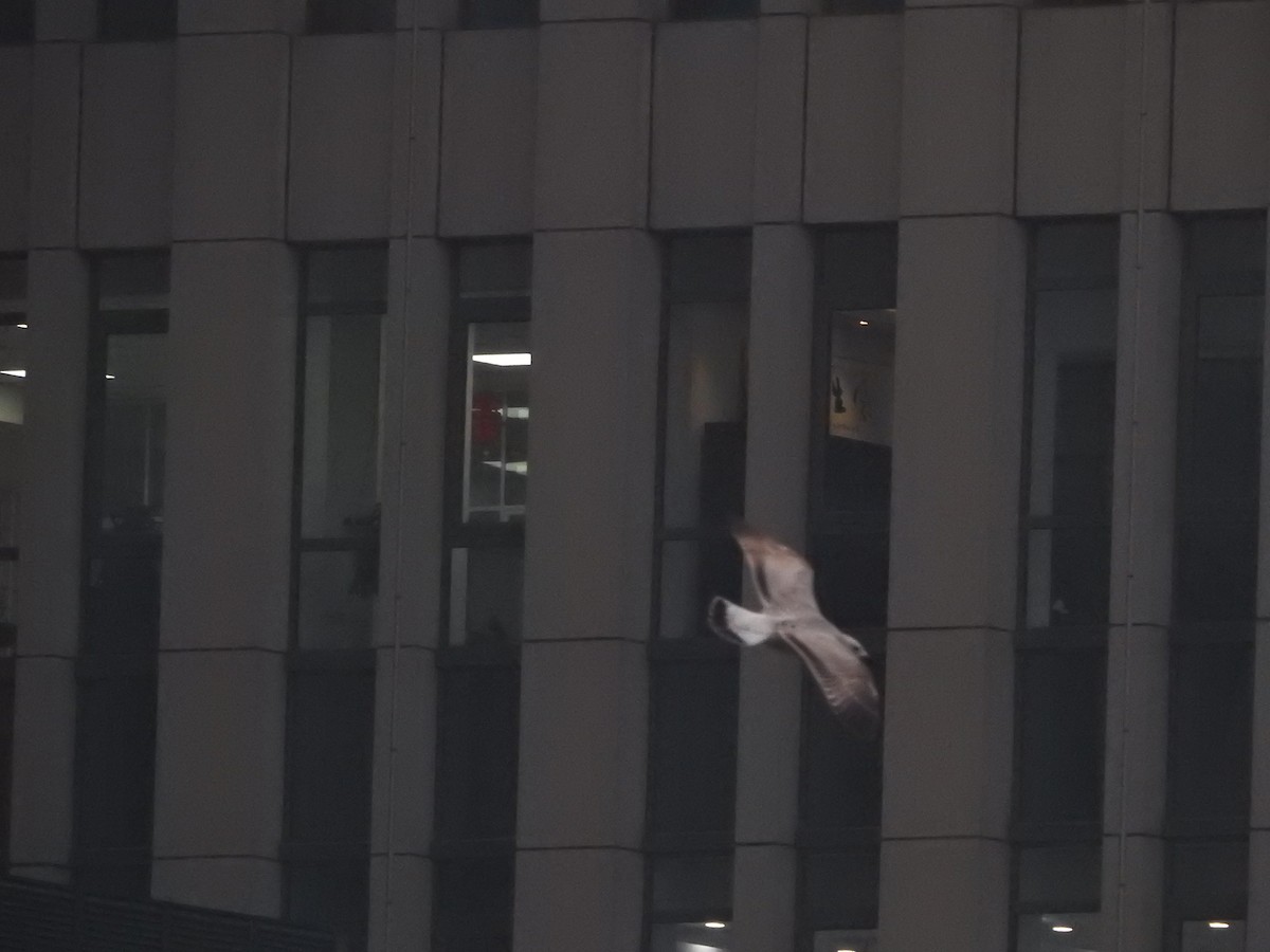 Kara Kuyruklu Martı - ML648870550