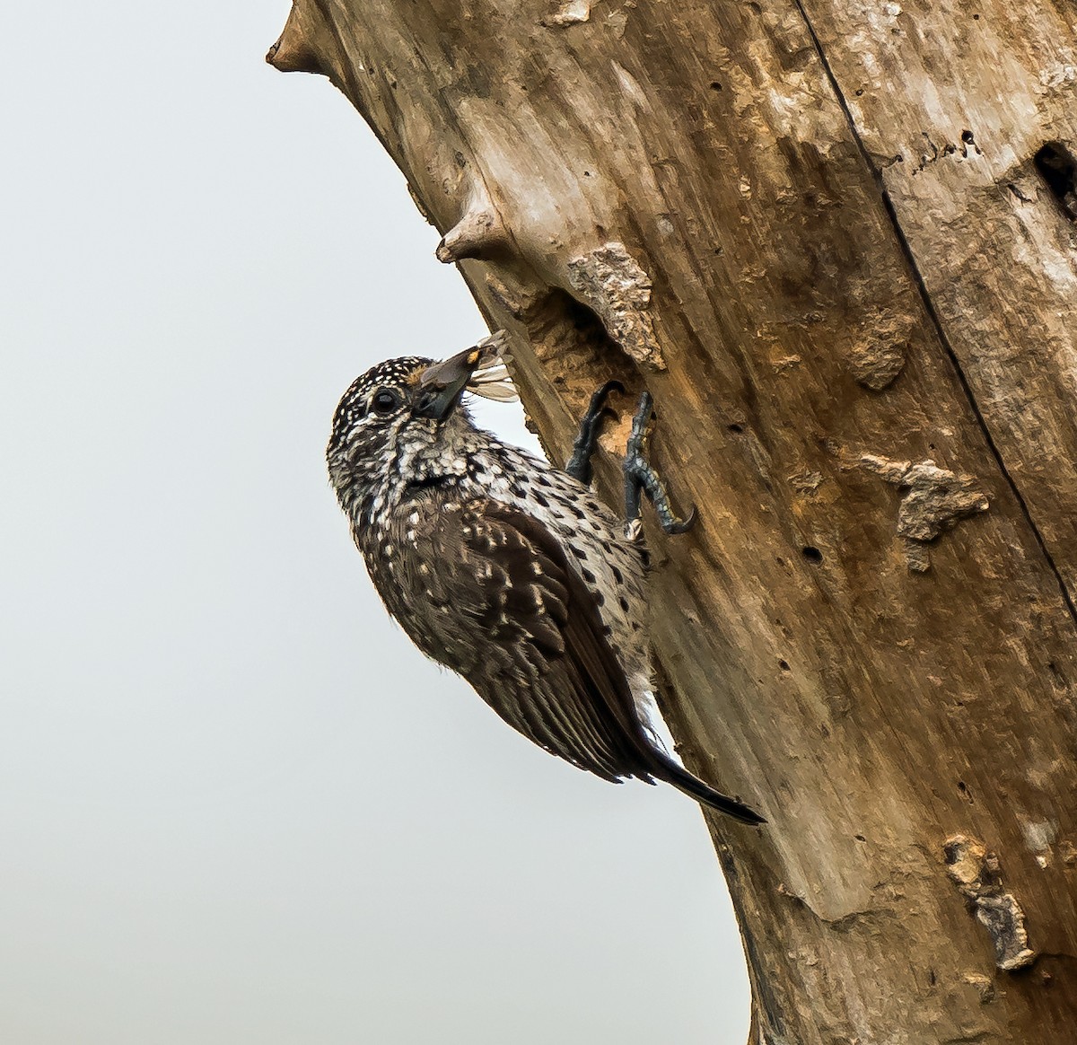 Ak Benekli Kakancık - ML648870553