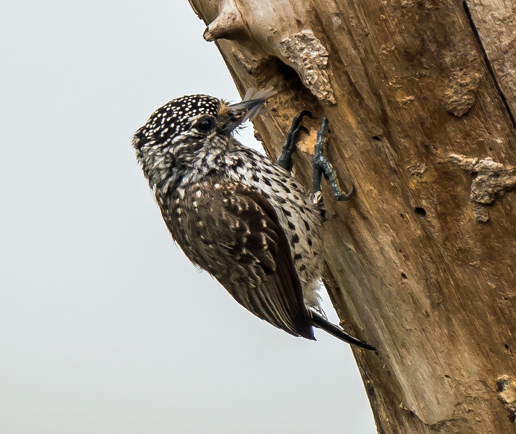 Ak Benekli Kakancık - ML648870554