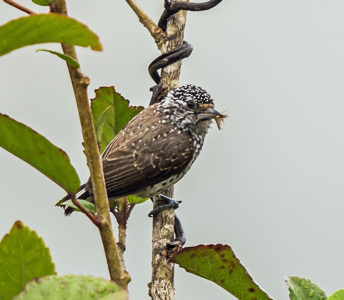 Ak Benekli Kakancık - ML648870555