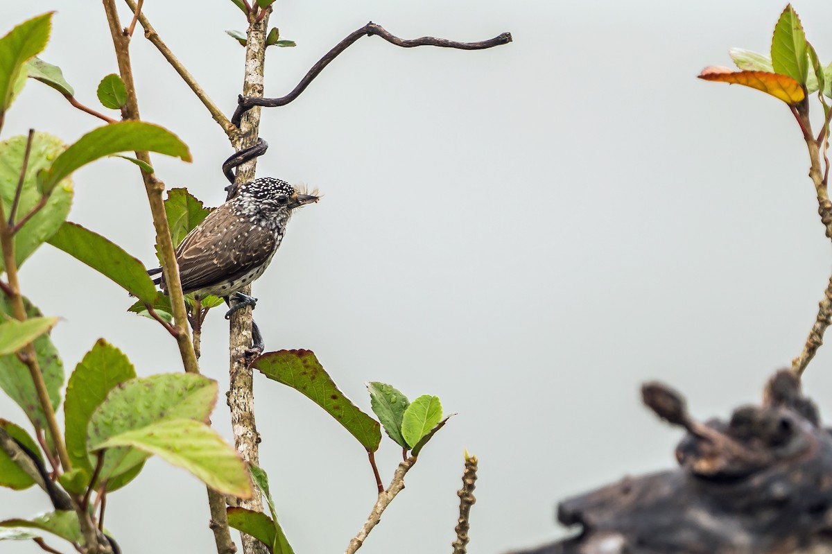 Ak Benekli Kakancık - ML648870556