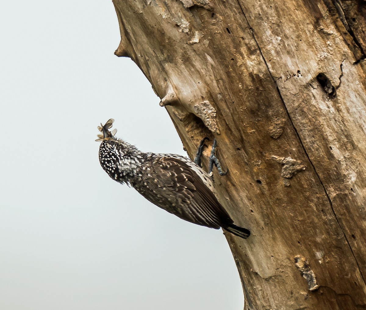 Ak Benekli Kakancık - ML648870557