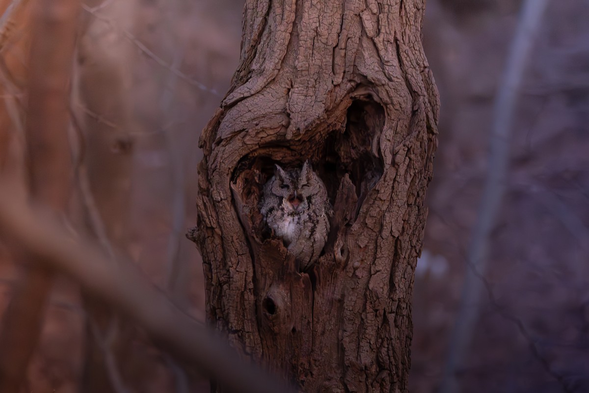 Japanese Scops-Owl - ML648870938