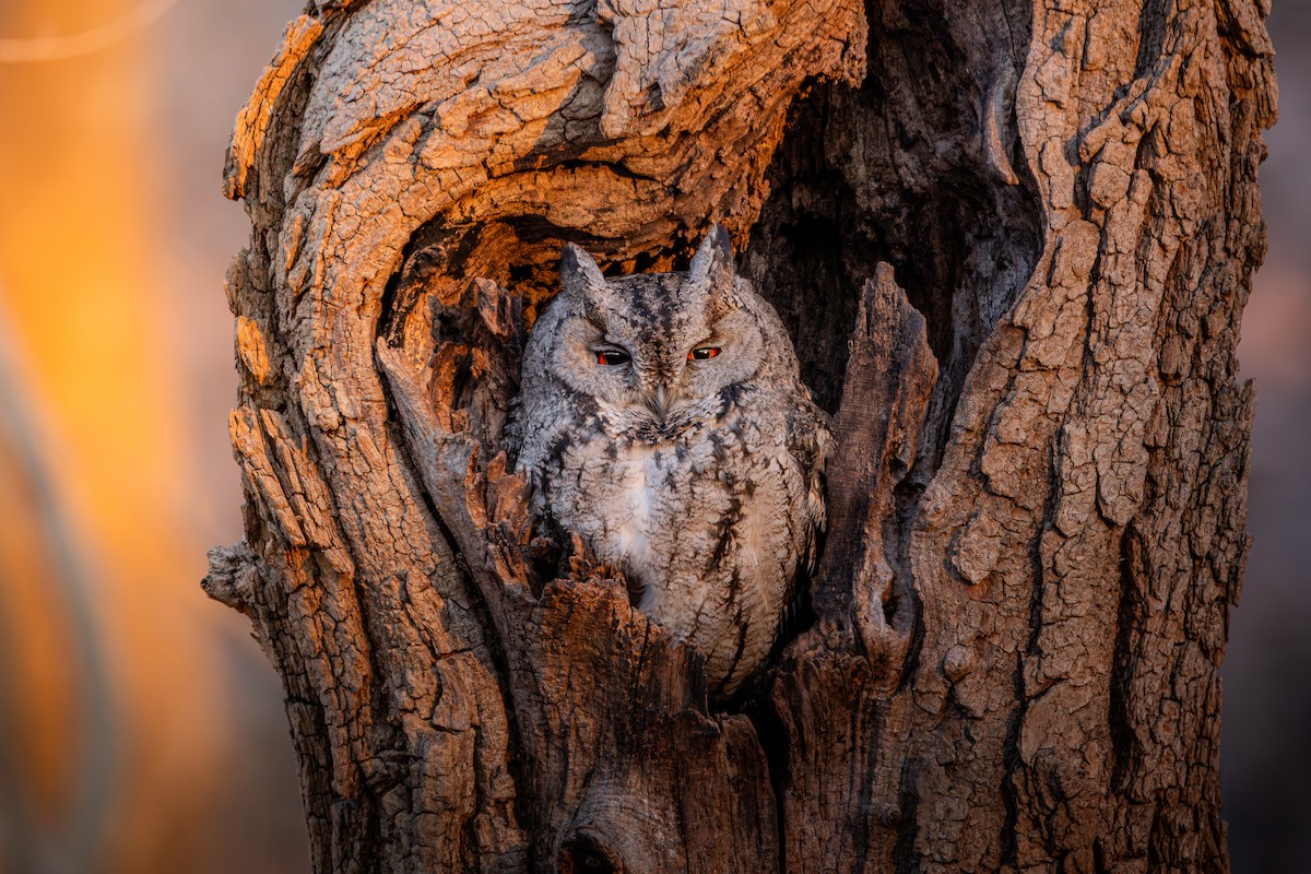 Japanese Scops-Owl - ML648870939