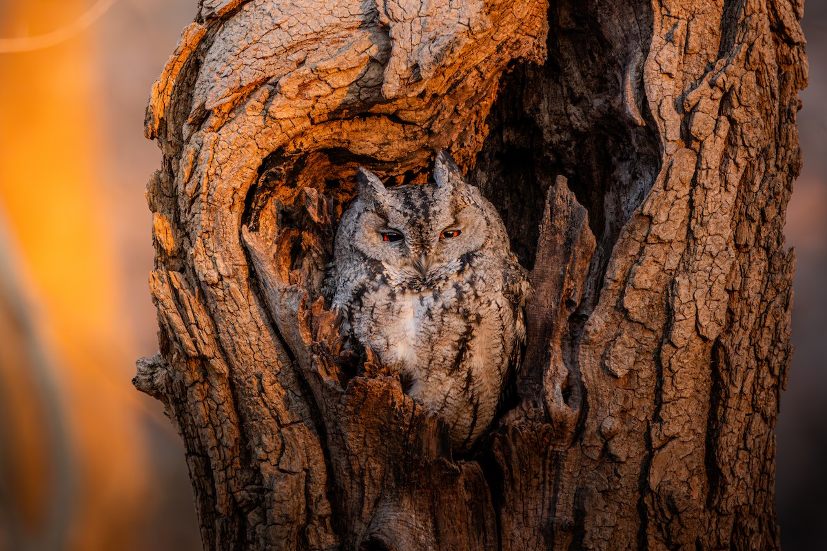 Japanese Scops-Owl - ML648870940