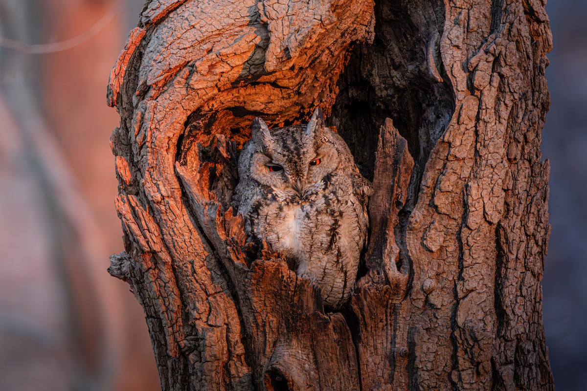 Japanese Scops-Owl - ML648870941