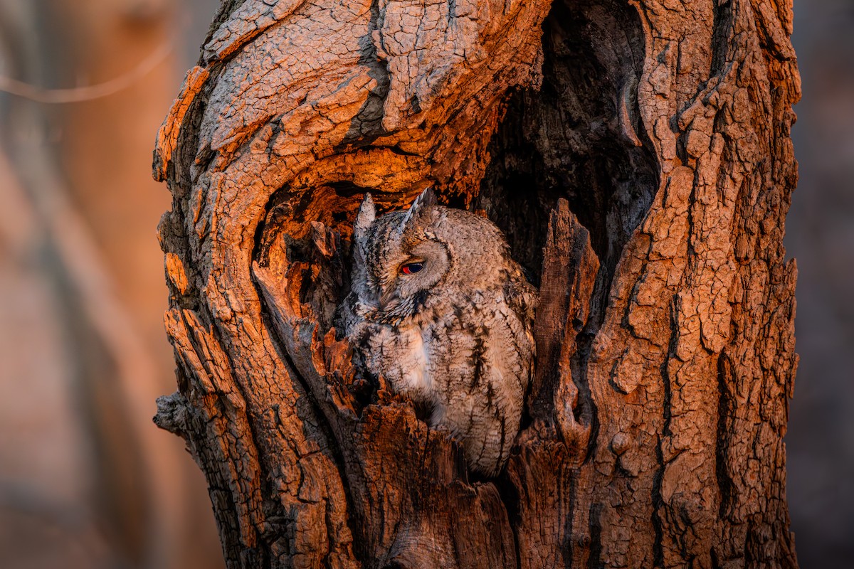 Japanese Scops-Owl - ML648870942