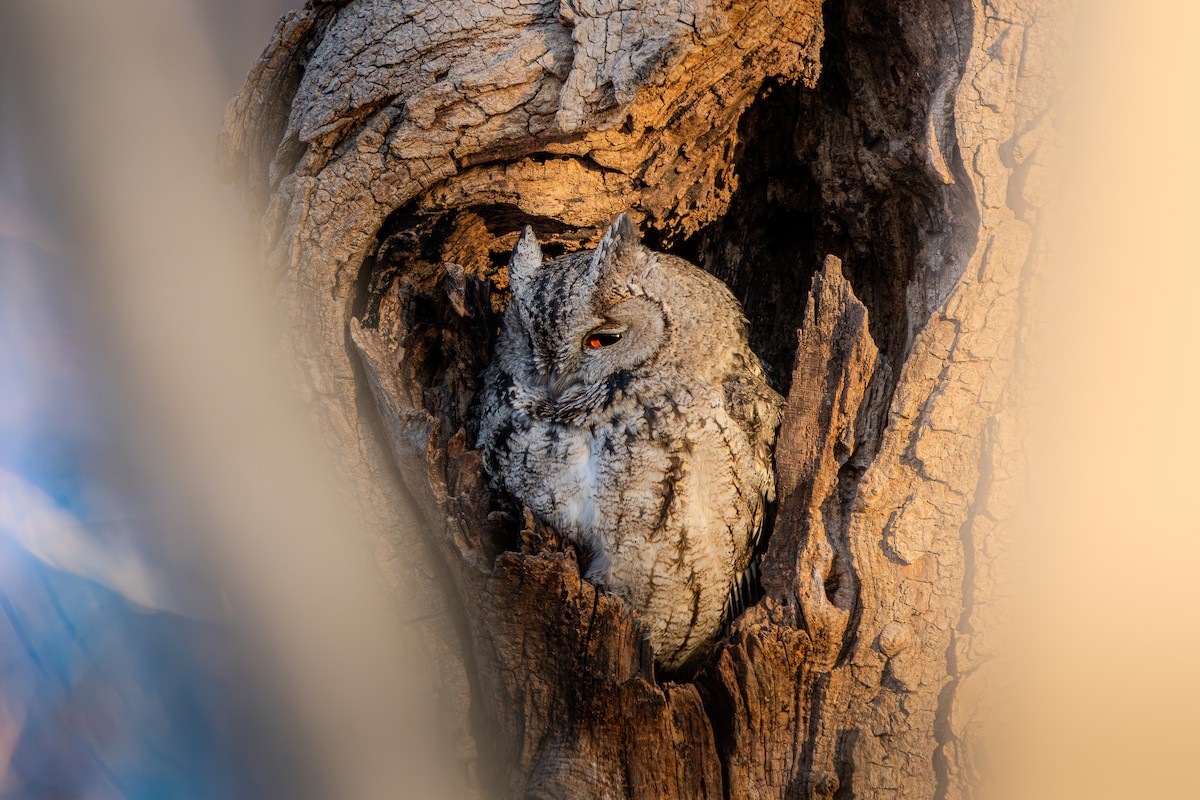 Japanese Scops-Owl - ML648870943