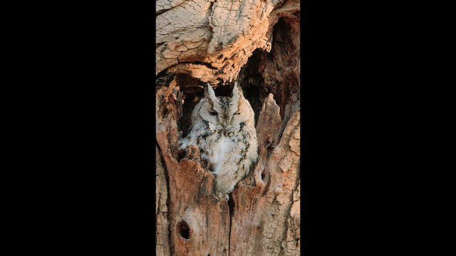 Japanese Scops-Owl - ML648870946