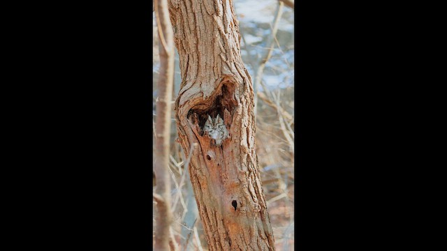 Japanese Scops-Owl - ML648870947