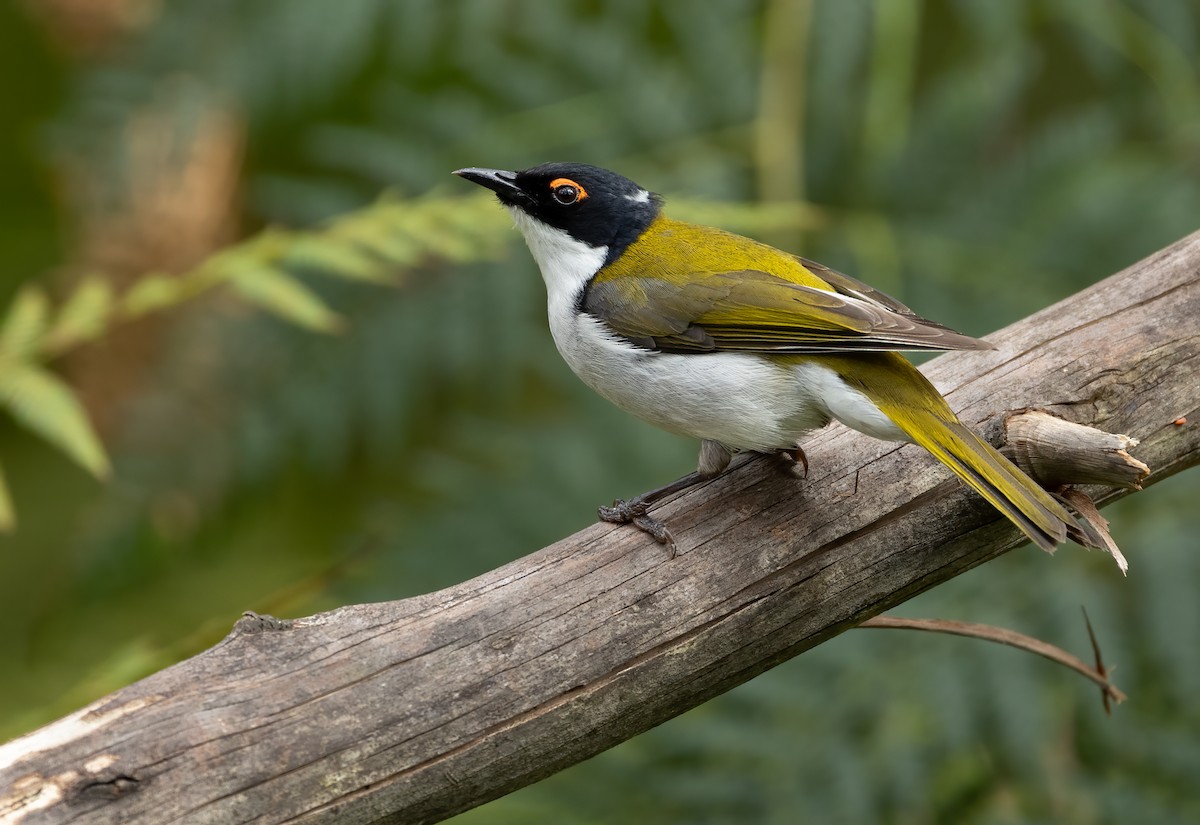 Méliphage à lunule - ML648871572