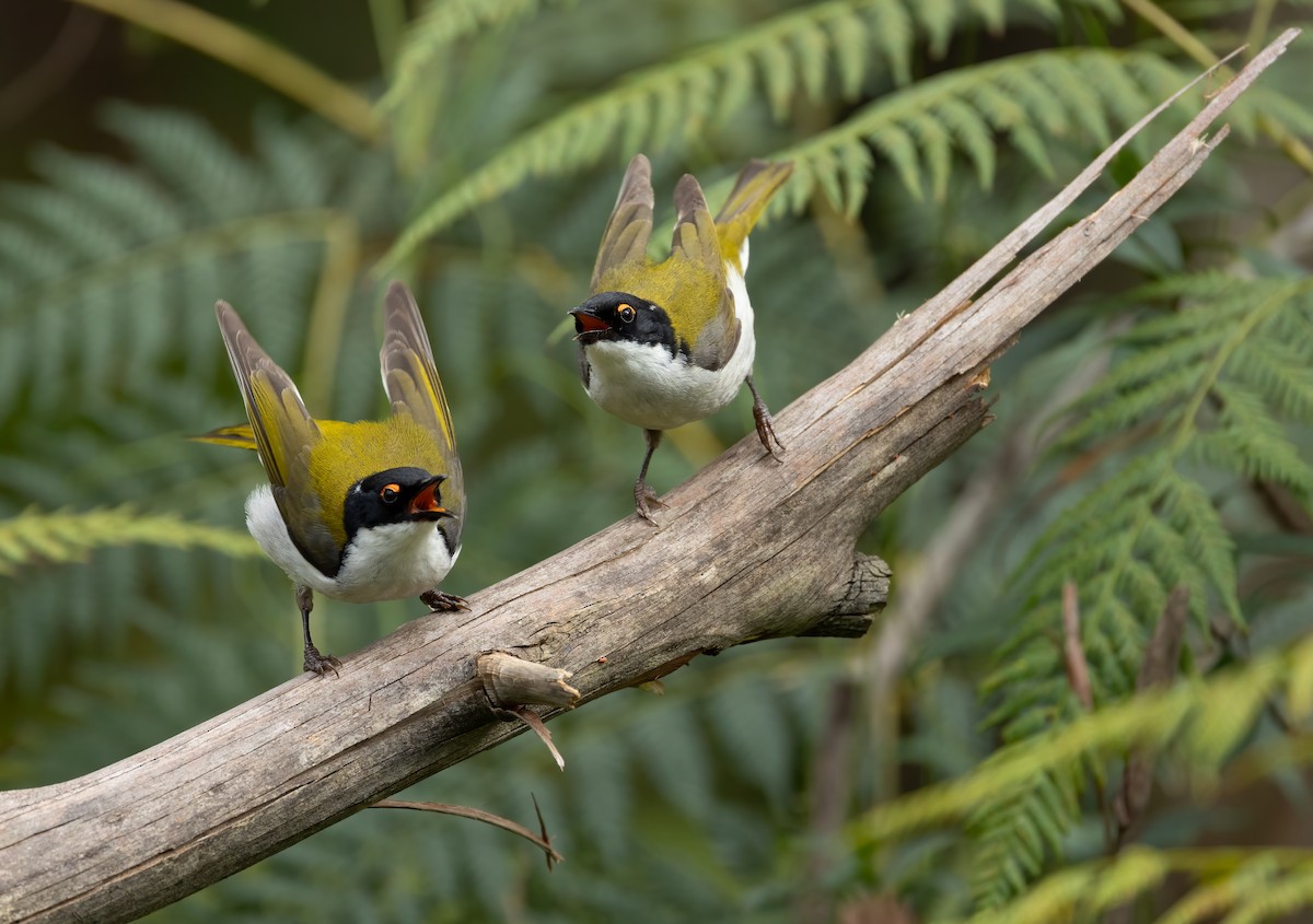 Méliphage à lunule - ML648871582