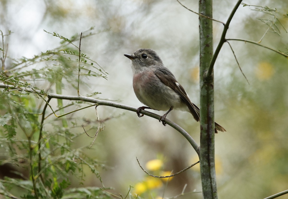 Miro rosé - ML648871600