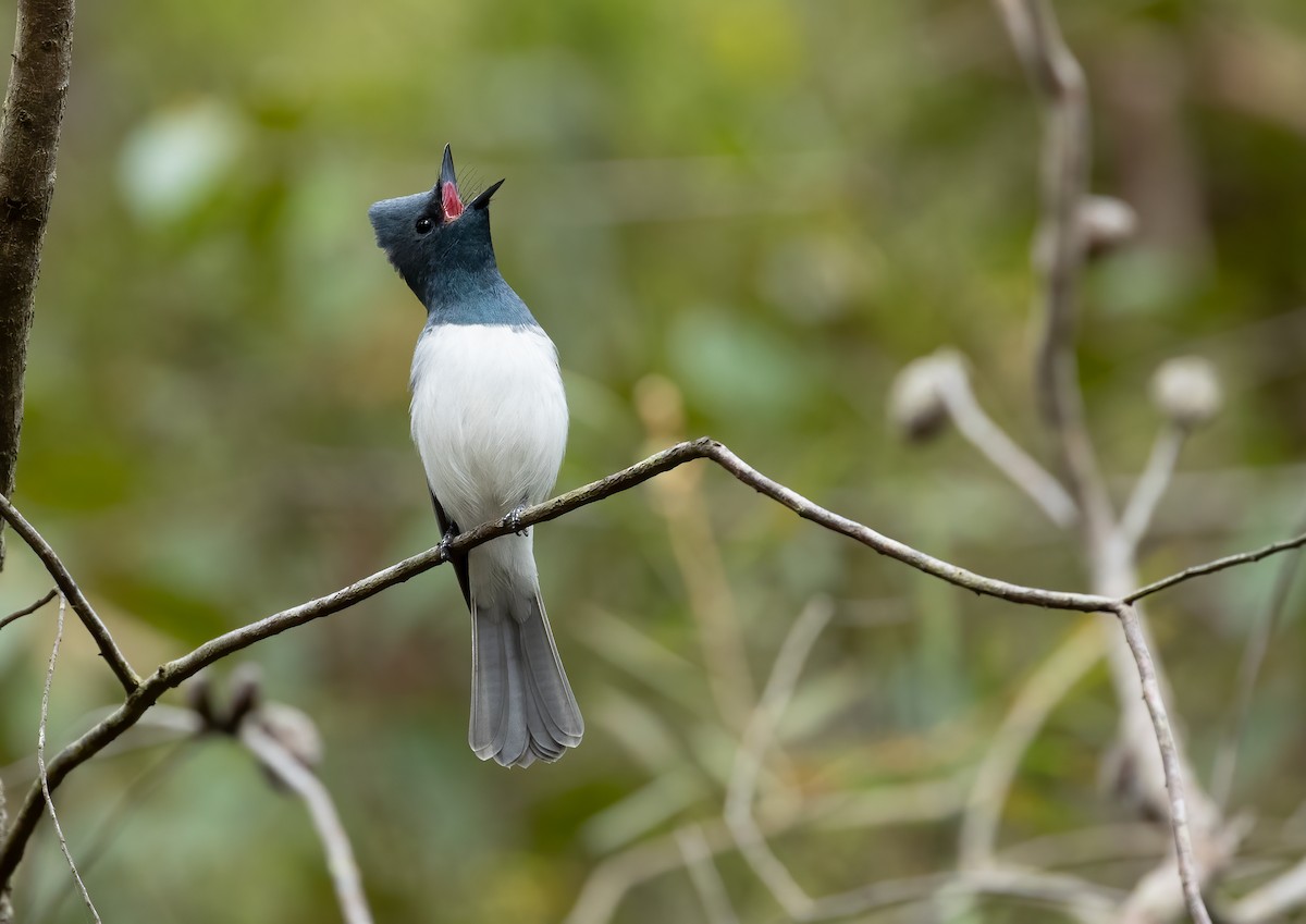 Monarque rougegorge - ML648871609