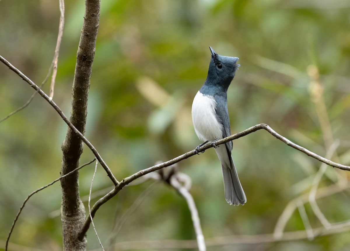 Monarque rougegorge - ML648871610