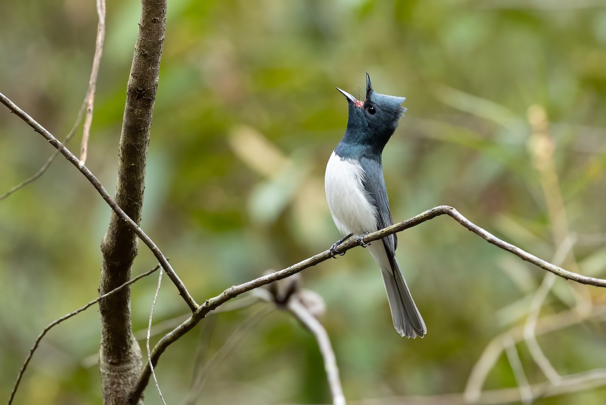 Monarque rougegorge - ML648871611