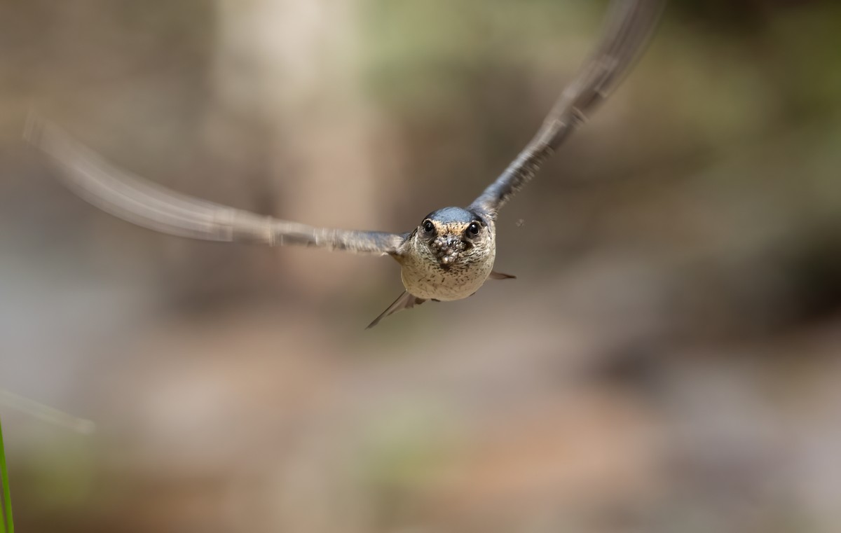 Hirondelle des arbres - ML648871681