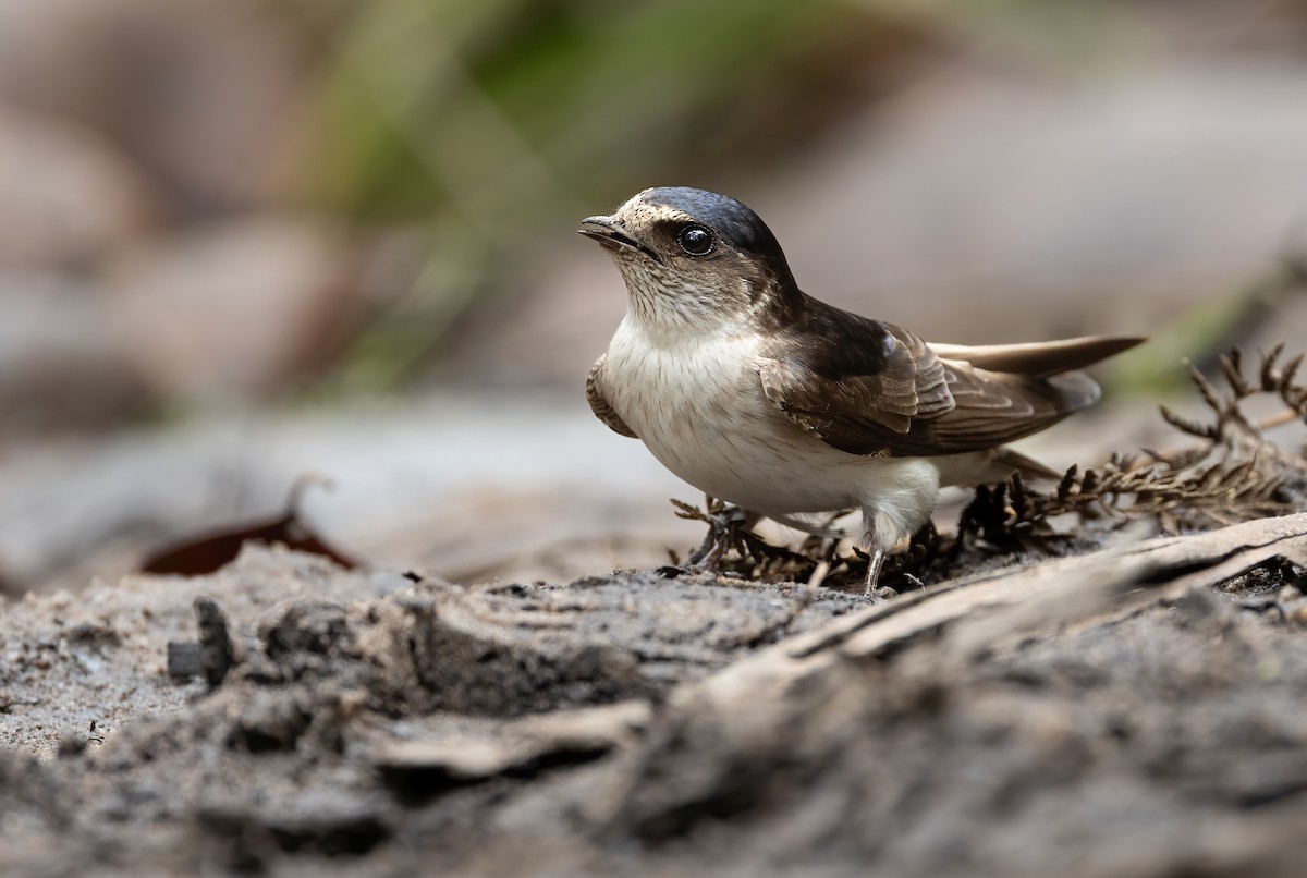 Hirondelle des arbres - ML648871682