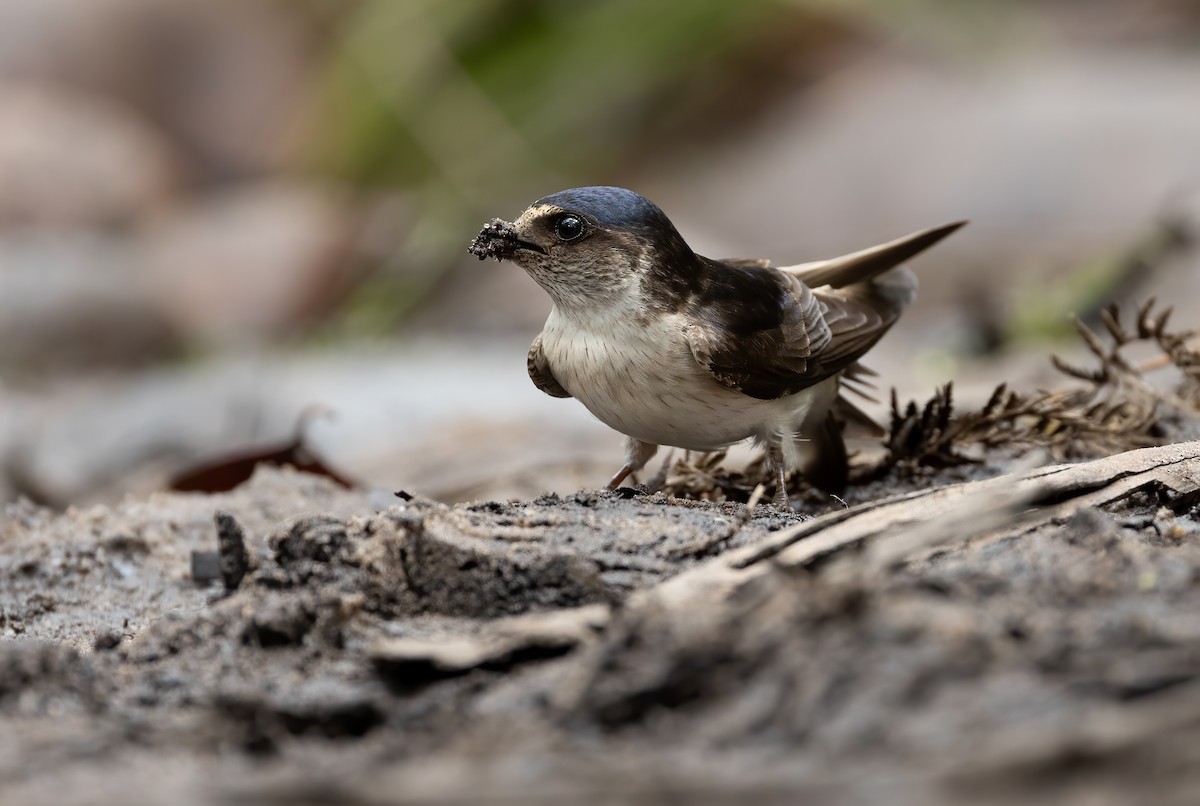 Hirondelle des arbres - ML648871683