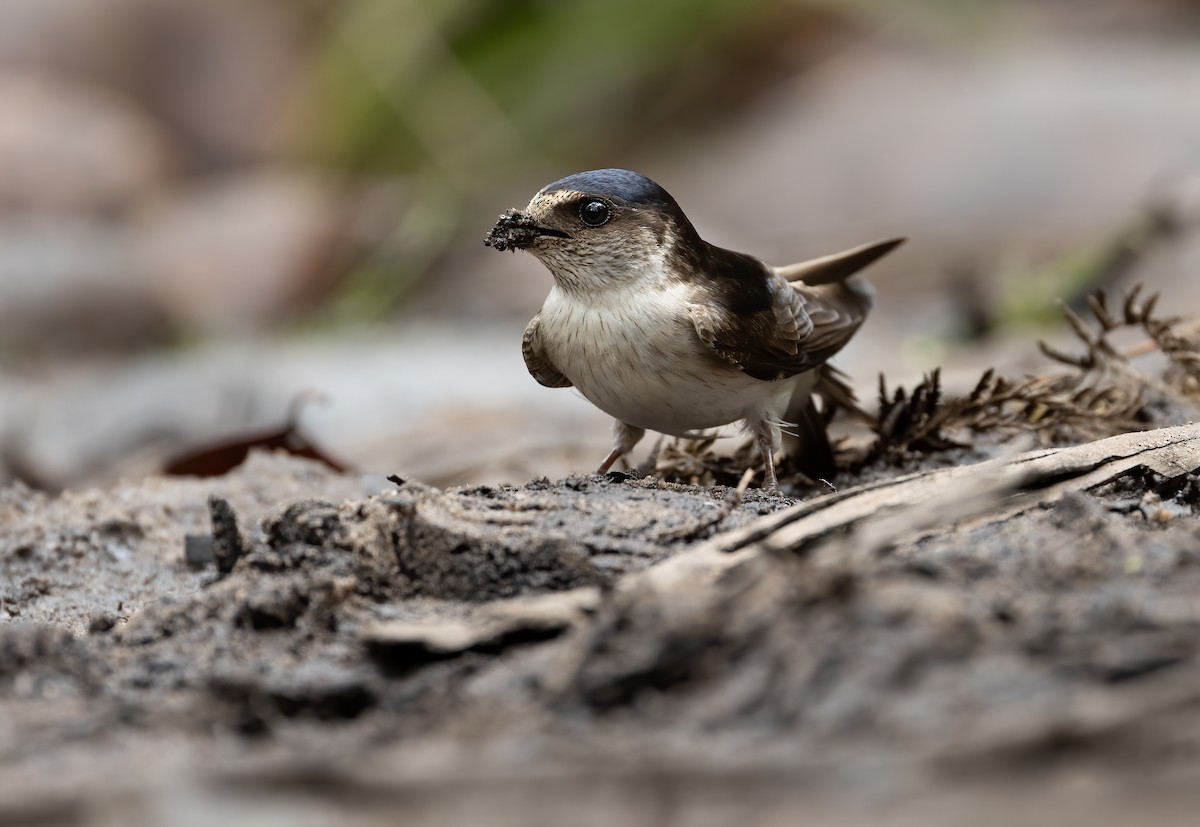 Hirondelle des arbres - ML648871684