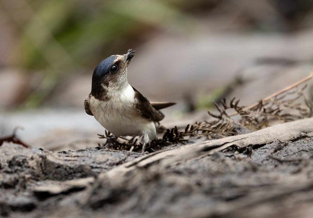 Hirondelle des arbres - ML648871685