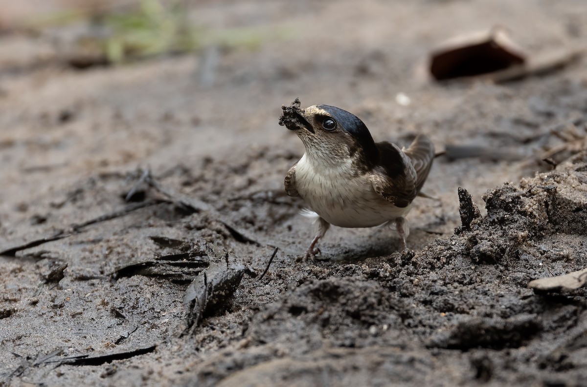 Hirondelle des arbres - ML648871686