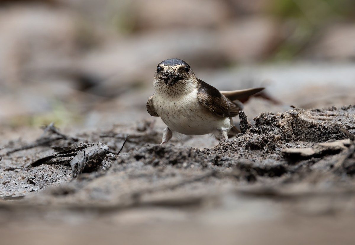 Hirondelle des arbres - ML648871688