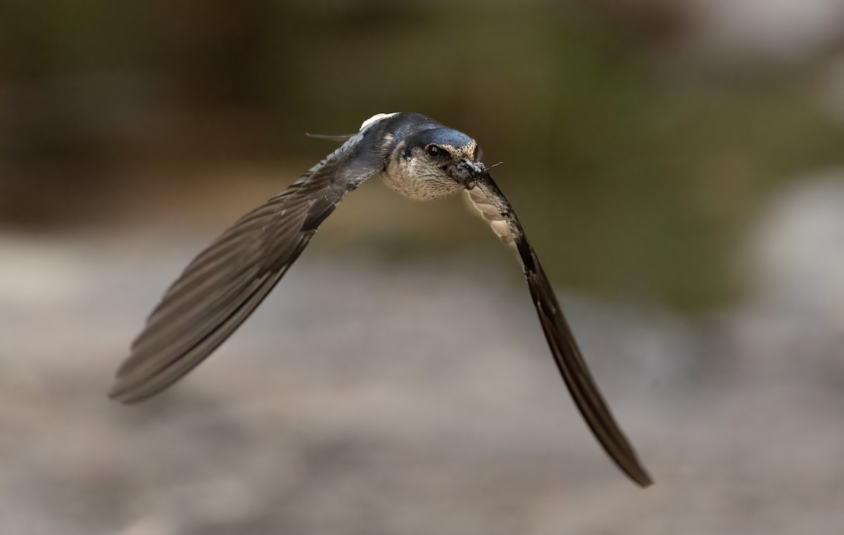 Hirondelle des arbres - ML648871689