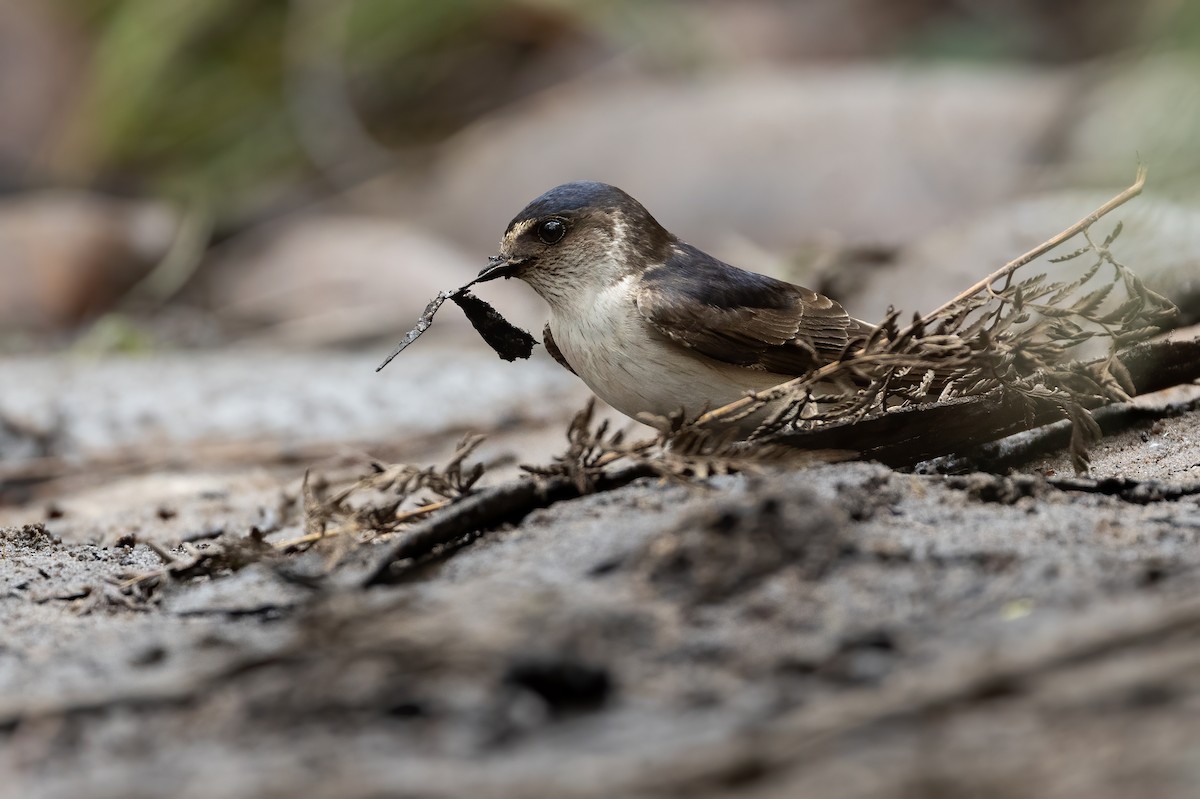 Hirondelle des arbres - ML648871690