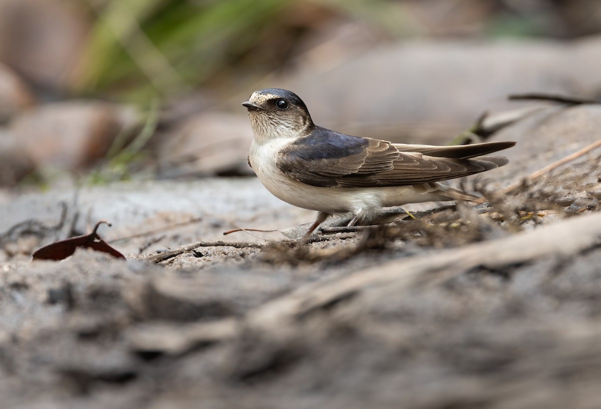 Hirondelle des arbres - ML648871691